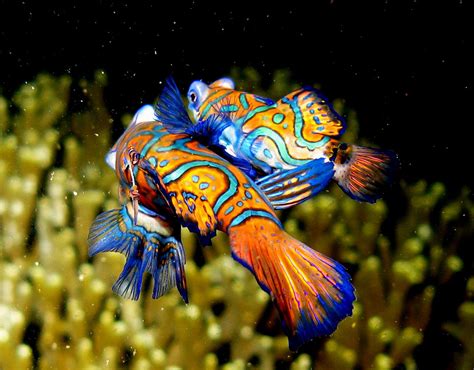 Mandarinfish (Mandarin Dragonet) Facts, Pet Care, Diet, Pictures