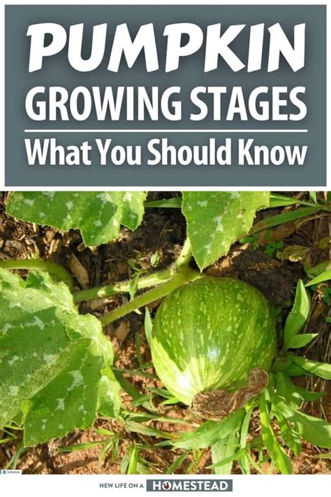 Pumpkin Growing Stages: What You Should Know