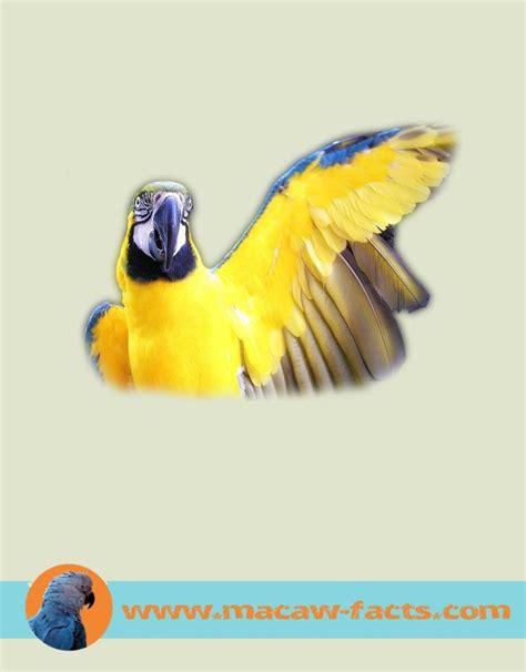 talking macaw bird – Macaw Facts