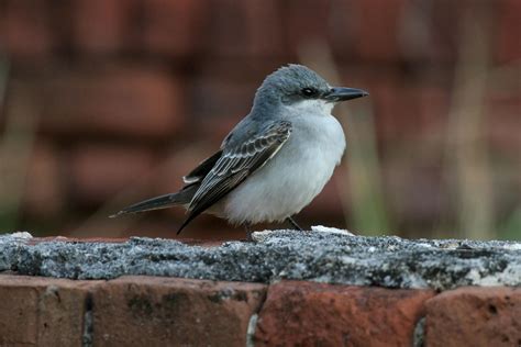 Gray Kingbird | Bird life list, Bird, Birds