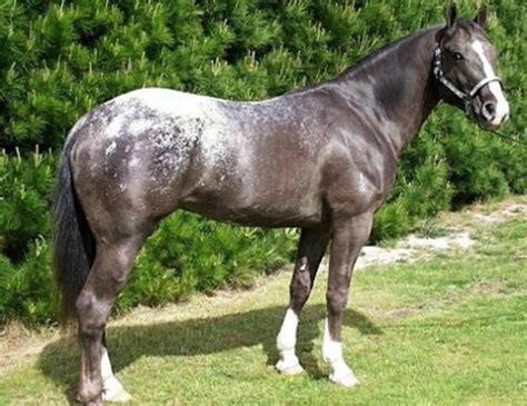 51 best images about Snowflake Appaloosa Coloring on Pinterest