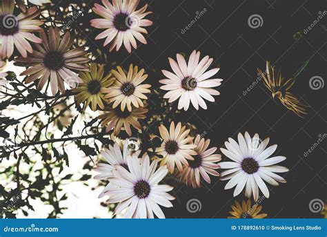 Spring flowers, daisies stock photo. Image of blue, beauty - 178892610