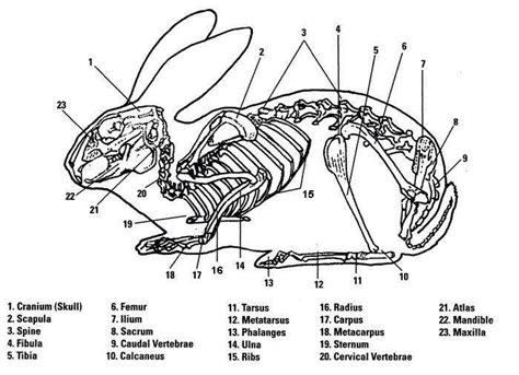 Rabbit skeletal system | Rabbit anatomy, Rabbit skeleton, Animal skeletons