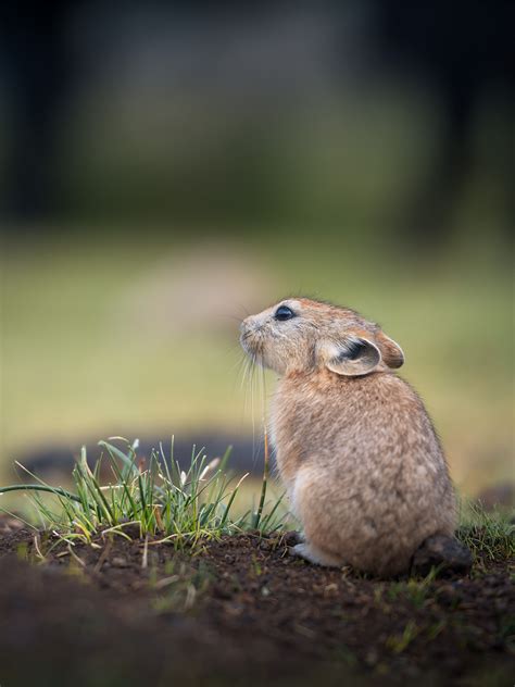 Wildlife in Himalayas - Manish Lakhani