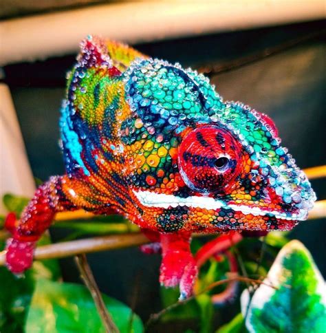 25 Interesting And Cool Facts About Chameleon | Lively Pals | Stuffed animals, Động vật, Bò sát