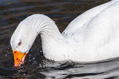 Feeding Time | A feeding at the local duck pond here in East… | Flickr