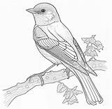 Bird Coloring Page Gorgeous Birds To Color  Home sketch template