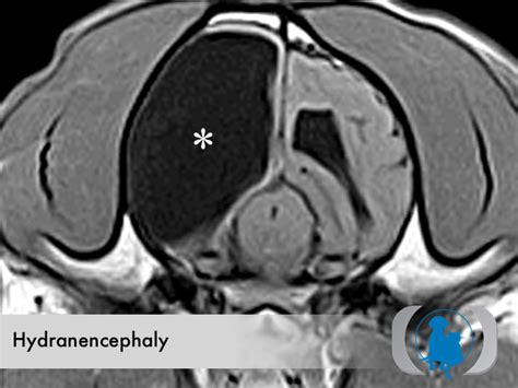 Congenital Hydranencephaly Axial T1 MRI | Advanced Veterinary Medical Imaging