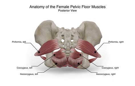 Female Pelvic Floor Anatomy