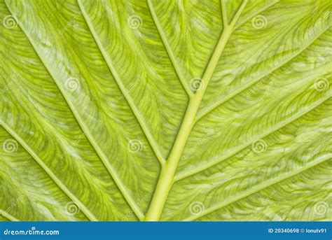 Green leaf texture stock photo. Image of pattern, leaf - 20340698