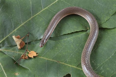 Eastern Worm Snake Facts and Pictures