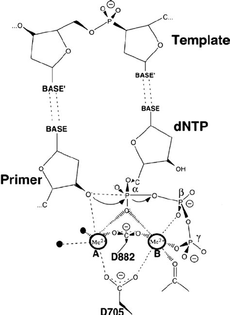 Fig. S1. The two-metal ion mechanism of DNA polymerase . The two... | Download Scientific Diagram