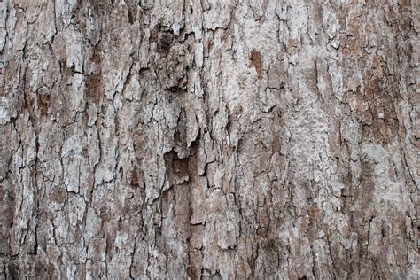 dry tree bark texture background - Image 8092242 Stock Photo at Vecteezy