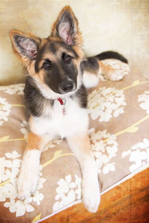 - German Shepherd/Border Collie Mix. Want more? Follow:http://dogsandpupsdaily.tumblr.com/ | DOG ...