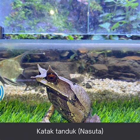 Jual katak tanduk (Nasuta) | Shopee Indonesia