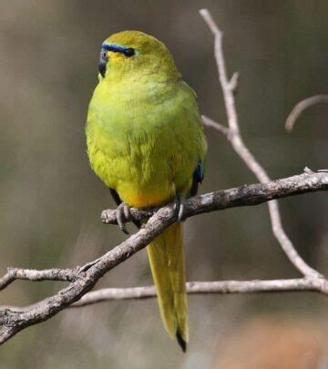 Elegant Parrot - Subspecies Distribution Habitat Breeding