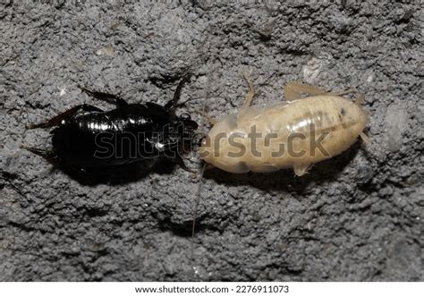 Australian Cockroach Molting Shedding Outer Exoskeleton Stock Photo 2276911073 | Shutterstock