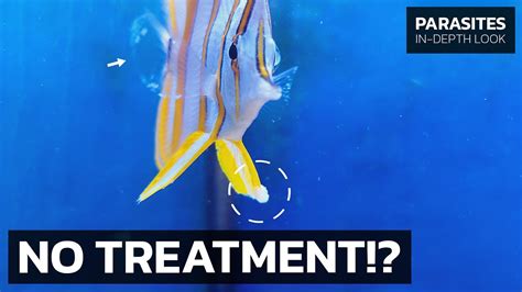 There Is NO TREATMENT For This Fish Disease, Is That Bad? • Lymphocystis in Freshwater & Marine ...