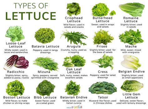 Types of Lettuce : coolguides