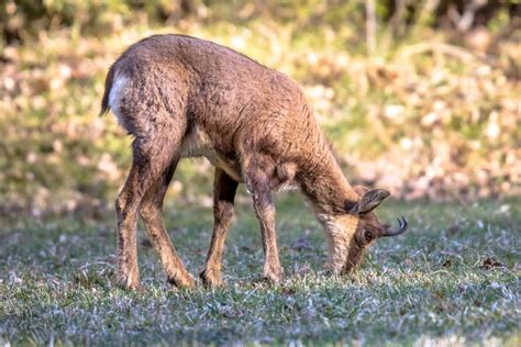 Chamois Goat Characteristics: Facts and Profile