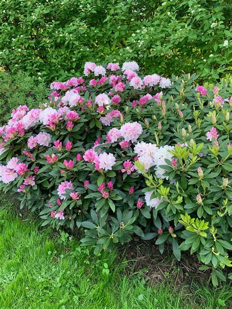 Low Maintenance Shrubs