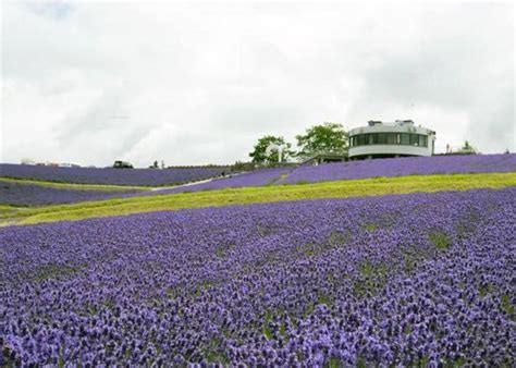 Hokkaido Lavender Fields: 6 Best Places in Furano to See Japan's Dreamiest Purple Meadows | LIVE ...