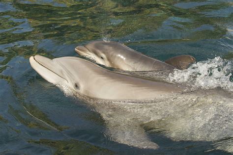 Discovery Cove Welcomes Baby Atlantic Bottlenose Dolphin - On the Go in MCO