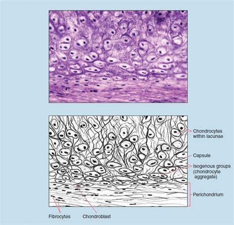 Chapter 4: Specialized Connective Tissue – Histology: An Identification Manual