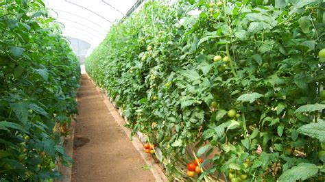 Growing Greenhouse Vegetables: The Dos and Don'ts - Greenhouse Grower