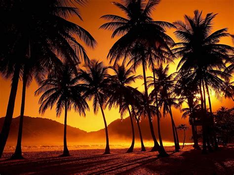 Palms Wallpapers - Wallpaper Cave