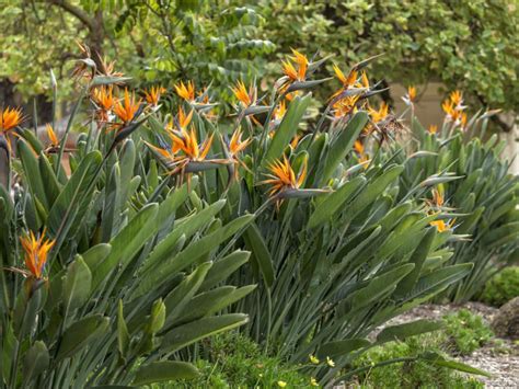 How to Prune a Bird of Paradise Plant - World of Flowering Plants ...