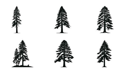 Majestic Redwood Forest Silhouettes 35881979 Vector Art at Vecteezy