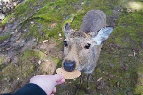 How To See The Super-Polite Bowing Deer On A Nara Day Trip In Japan! 歷 ...