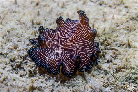 Marine Flatworms-Facts-Photographs and Video | Seaunseen