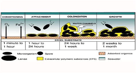 Advances In Antifouling Coatings Technology | Coatings World