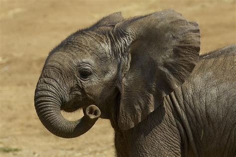 African Elephant Calf Portrait Photograph by San Diego Zoo - Pixels