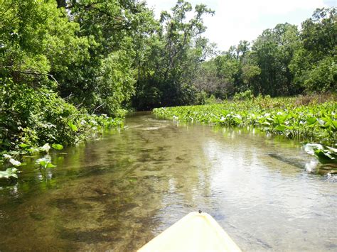 Kayaking Wekiva River & Rock Springs Run with Gators! ~ When 140 ...