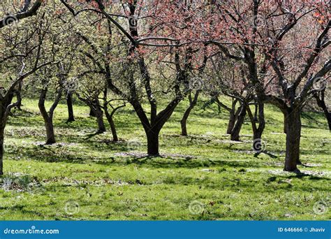 Trees flowers in spring stock photo. Image of tree, nature - 646666