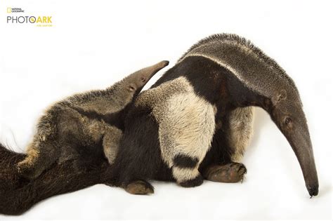 Giant Anteater | Myrmecophaga tridactyla