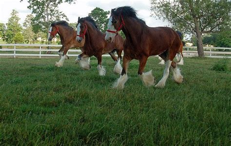 Three Clydesdales | Clydesdale horses, Clydesdale horses budweiser, Big horses