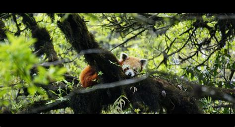 Red Panda Conservation Scholarships for Education