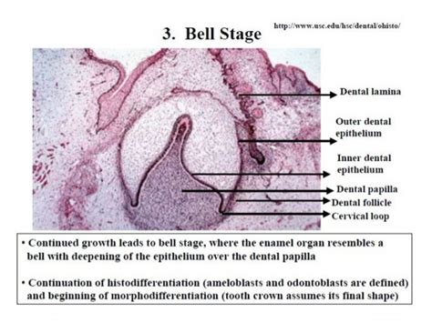 Histology of Enamel