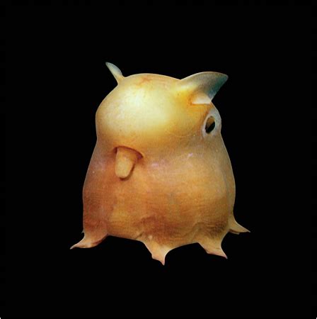 Dumbo Octopus Facts Archives - Animal Facts For Kids | Wild Facts