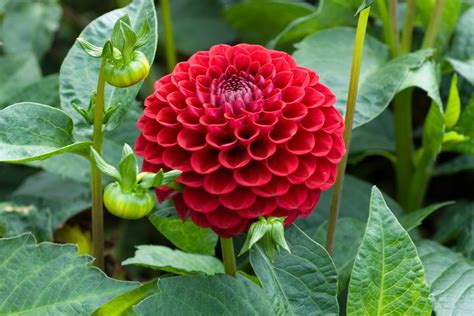 Eight Red Dahlias to Grow - gardenersworld.com