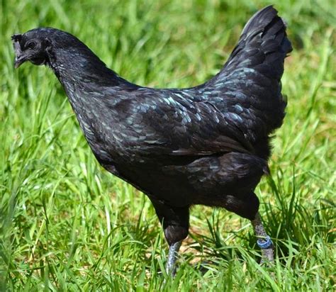 Ayam Cemani: A Rare Chicken Breed That is Black Inside Out | Reckon Talk