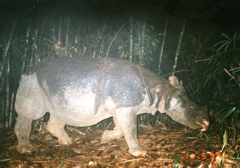 Javan Rhino (Rhinoceros sondaicus). Critically Endangered. [Java ...