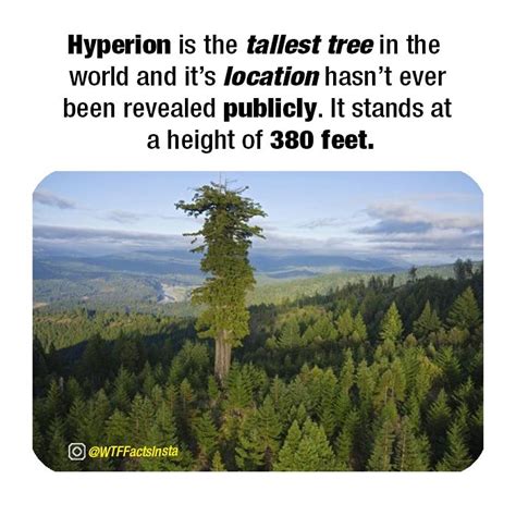 🔥 Hyperion tree