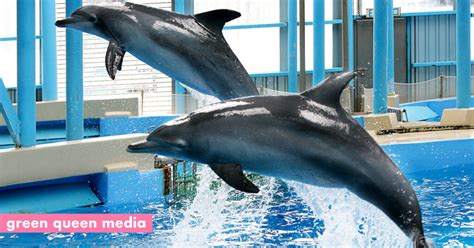 Ocean Park Ends Exploitative Dolphin & Sea Lion Show Thanks To Activist ...