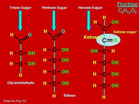 CHAPTER 5 THE STRUCTURE AND FUNCTION OF MACROMOLECULES