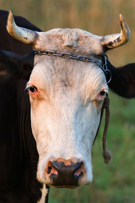 Cow with horns stock photo. Image of watching, nostril - 2987488